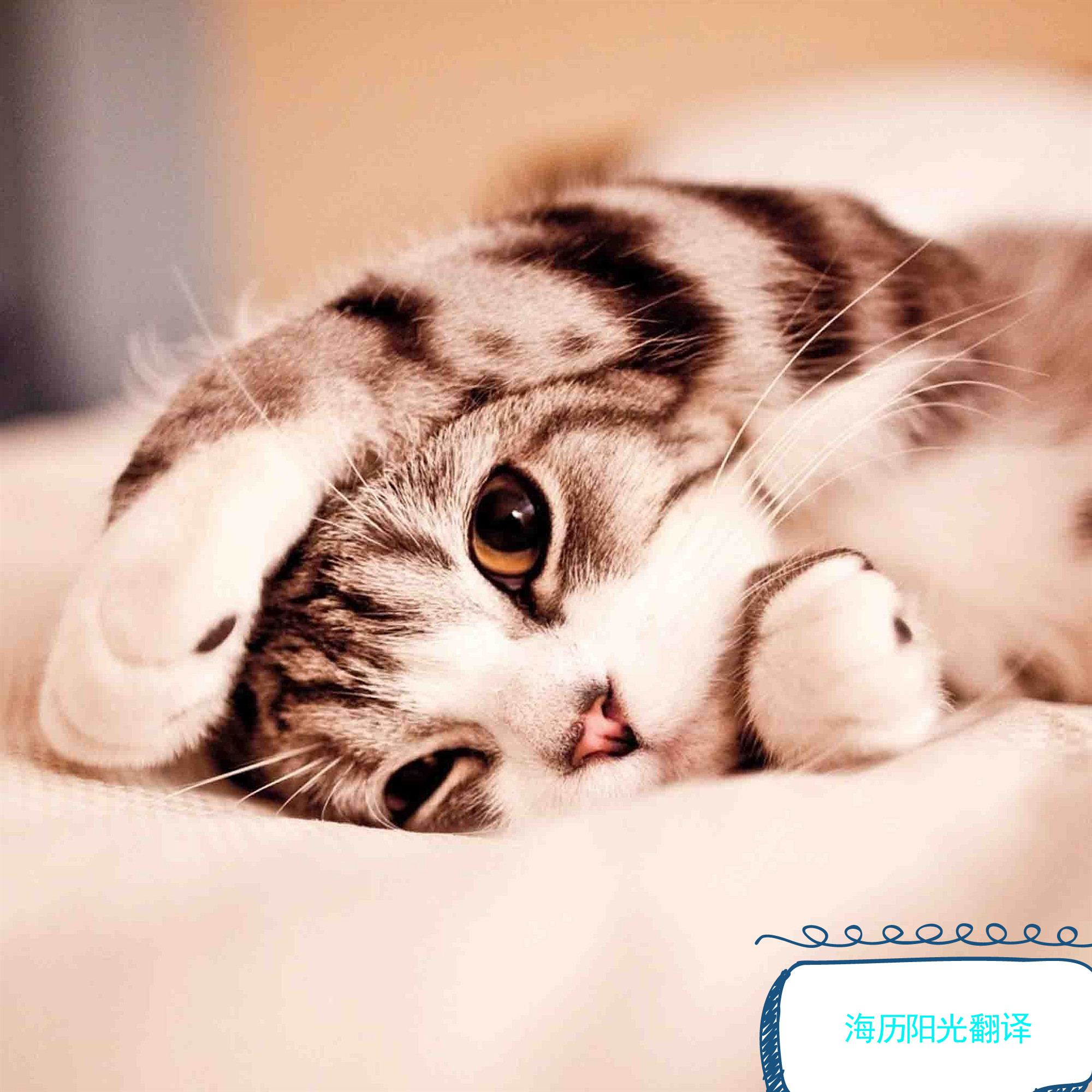 1605239587442036.jpg 動(dòng)物.jpg